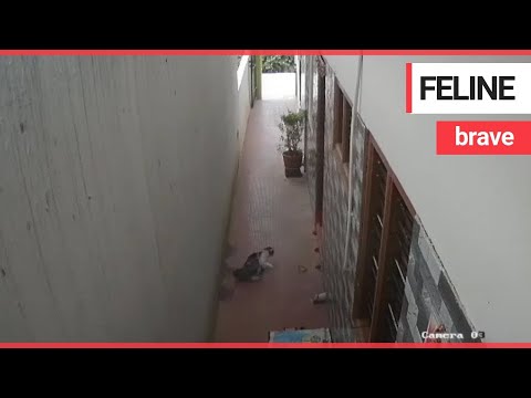 Pet cat takes on a cobra | SWNS TV