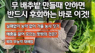 무 배추밭 만들때 안하면 반드시 후회하는 바로 이것. 농약없이 가을 농사 짓기. 쪽파 무농약 재배법. 해충을…