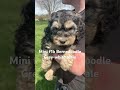 Bernedoodle dogs for sale: Bernedoodle Puppy 2 - Video 1