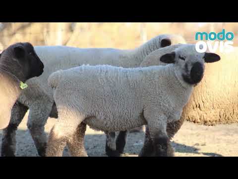 La Clave es la Genética