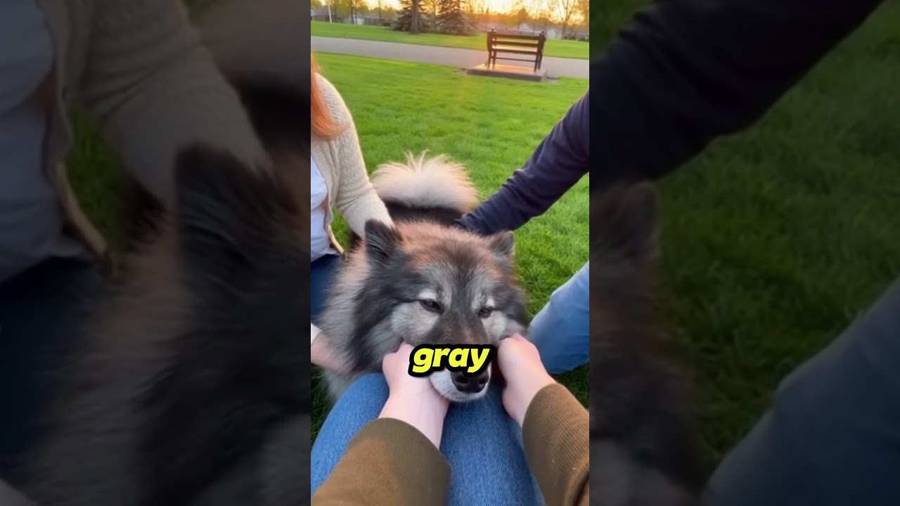 One Last Ride: A Heartbreaking Farewell to Cooper the Keeshond