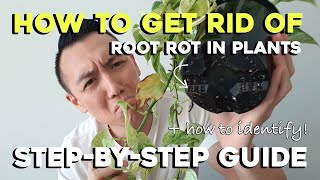 How to get rid of Root Rot | Step-by-Step Guide | Remove Root Rot with me!