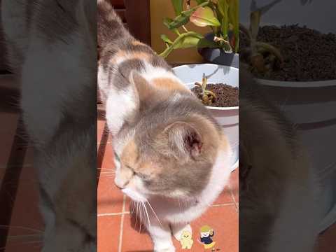🐱🧡 #gatto #cat #catlover #funnycats #catvideos #perte #foryou #fyp #shorts