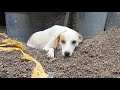 Dogs Ki Seva Se Mere Zindagi Me Positive Changes Varshaghenge
