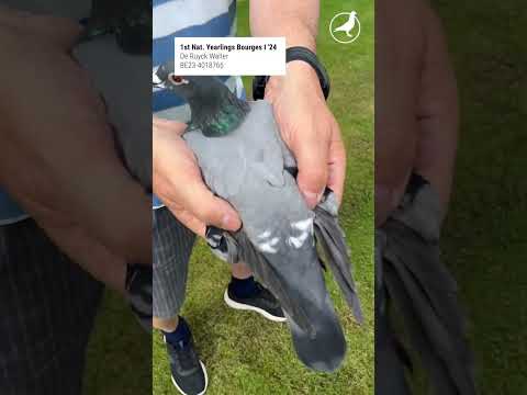 1st Nat. Yearlings Bourges I ‘24 De Ruyck Walter BE23-4018766 #pigeons #racingpigeons