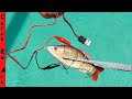 ROBOTIC FISHING LURE! **Does the Animated Lure really catch fish?**