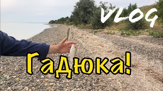 Кого ловить на ейском лимане