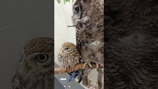 可愛すぎるフクロウ#アニマルカフェ#動物#癒し