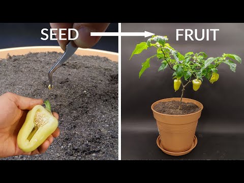 Growing White Bell Pepper Time Lapse - Seed to Fruit in 105 Days
