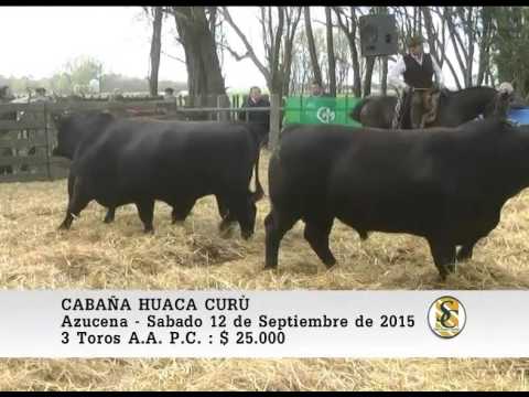 12-09-15 Venta de Toros P.C. y P.R. - Cabaña Huaca Curù - Azucena.