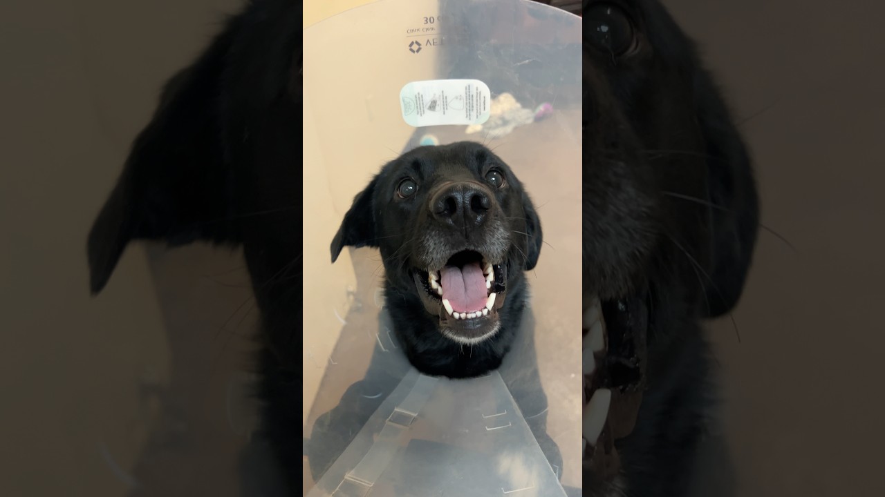 Enlarge Dude, a Adoptable Labrador Retriever in Flagstaff, AZ video 6/6