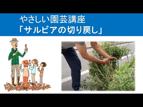 園芸 ブルーセージブッシュ