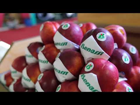 ExpoFood 2025 - Participação Benassi Rio