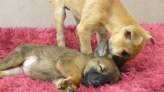 Uma Jornada Emocionante do Medo à Amizade Entre Dois Filhotes 🐶❤️🐾