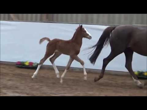 KN 26: Fohlen von Zoom - Florentianer