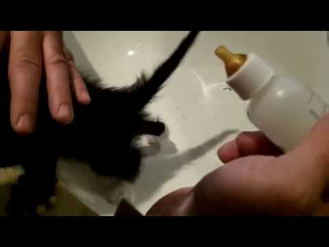 HOW TO BOTTLE FEED A KITTEN THAT WON'T EAT