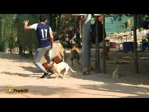 Huge Box Prank vs Sleeping Dog Very Funny Surprise Scared Reaction -  Try Not To Laughing