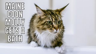 Maine Coon Molly Gets a Bath | How We Bathe Our Cats