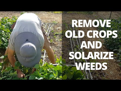 How to Solarize Garden Beds & Feed Your Chickens