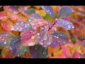 Rainy ️day Whatsapp Status Barish Status Nature Whatsapp Status HD Rain Status