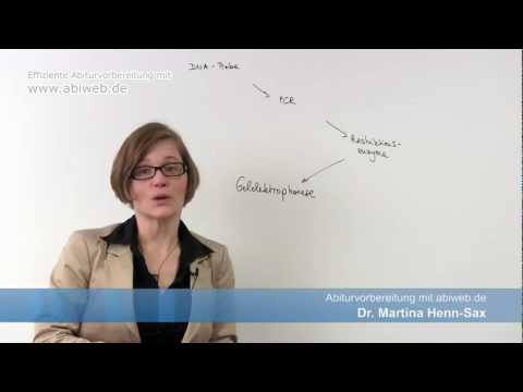 Biologie Abitur Genetik: Genetischer Fingerabdruck