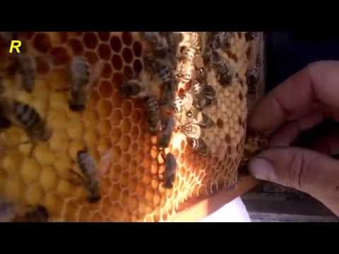 Как избежать роения на пасеке отводки на роевых маточниках