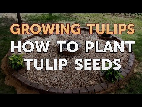 How to Plant Tulips Outside After They Bloom in Pots
