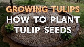How to Plant Tulip Seeds