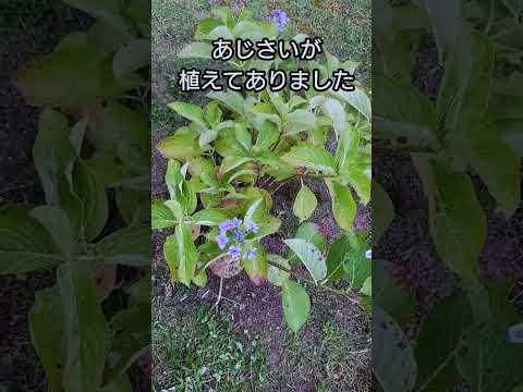 機能的で美しく、耐久性のある雨の庭を作るにはどうすればよいでしょうか?初心者向けの無料ガイド！  庭園