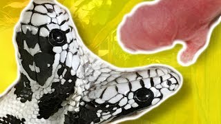 TWO HEADED SNAKE UPDATE!! REPTILE ZOO A SUCCESS!! | BRIAN BARCZYK by Brian Barczyk
