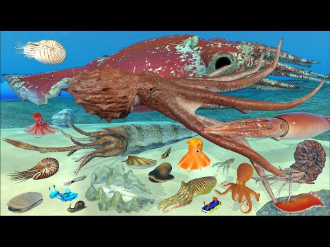 Real Mollusk Animal Weight Comparison | 3D Animation | Realistic Scale Comparison