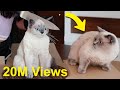 Cat Reaction To Cake That Is Similar To Cat