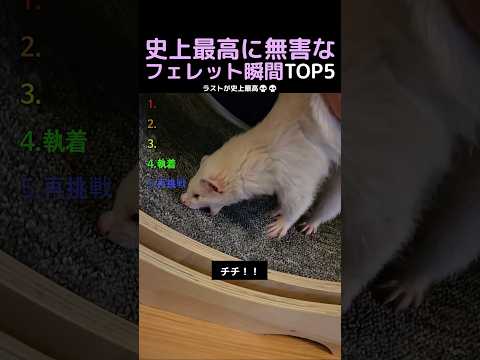 史上最高に無害なフェレット瞬間TOP5