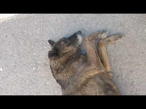 Güloş nasıl sevileceğini gösteriyor 