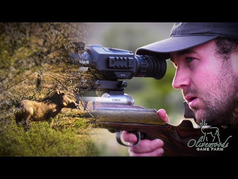 Warthog Hunt in an African Paradise | Olivewoods Game Farm, Part 1