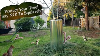 How to keep squirrels away from your walnut tree. Part 1