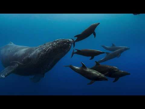 afbeelding Dolphin Reef