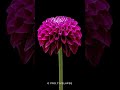 Dahlia Flower Blooming Time Lapse Shorts