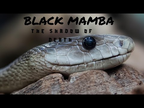 THE BLACK MAMBA: Africa’s Fastest Killer