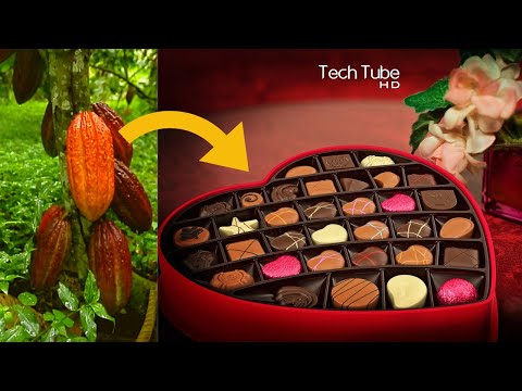 Cocoa Fruit Harvesting | Cocoa Processing To Make Chocolate In Factory | How It's Made