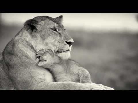 Thumbnail for video: Mayuka Thaïs - The Great Serengeti [Official Video] A song to help save the Serengeti