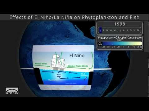 エルニーニョ/ラニーニャが植物プランクトンや魚類に与える影響 (Effects of El Niño/La Niña on Phytoplankton and fish)