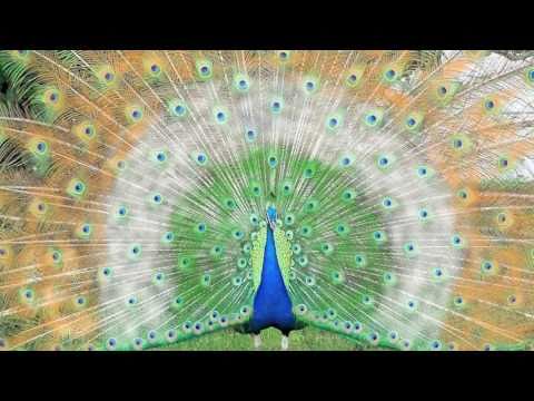 Orietta Berti  -  "Non Illuderti Mai"