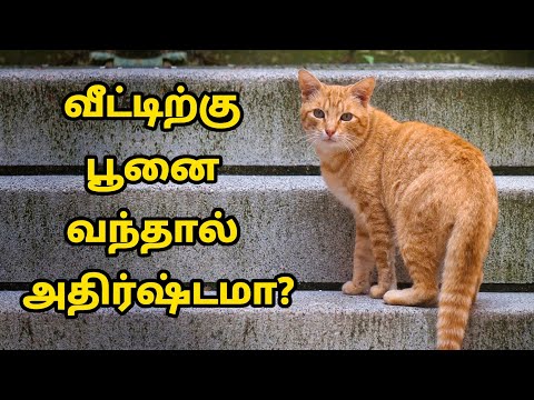 உங்கள் வீட்டை தேடி பூனை வருவது ஏன்?