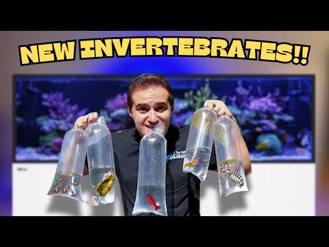 GETTING NEW INVERTEBRATES FOR MY REEF AQUARIUM!! *FISH DISASTER*