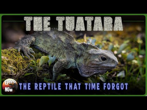 The Tuatara: The Reptile That Time Forgot