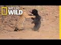 Mother Bear Fights Tiger To Save Her Cub In Dramatic Video Nat Geo Wild