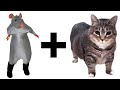 MEMES X RAT DANCE SONG Chess Type Beat