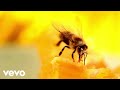 Lugo - Like honey