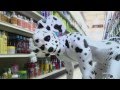 Eric Andre 101 Dalmations